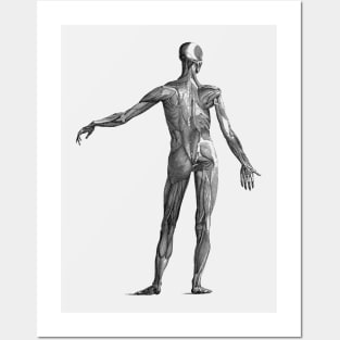 Human Muscular System - Vintage Anatomy Posters and Art